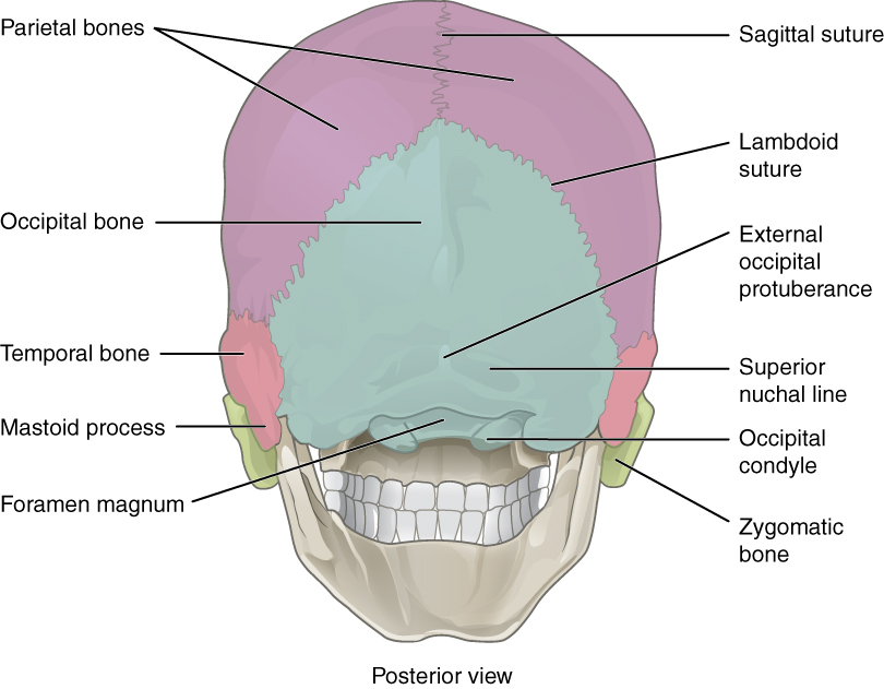 7-2-the-skull-douglas-college-human-anatomy-and-physiology-i-1st-ed