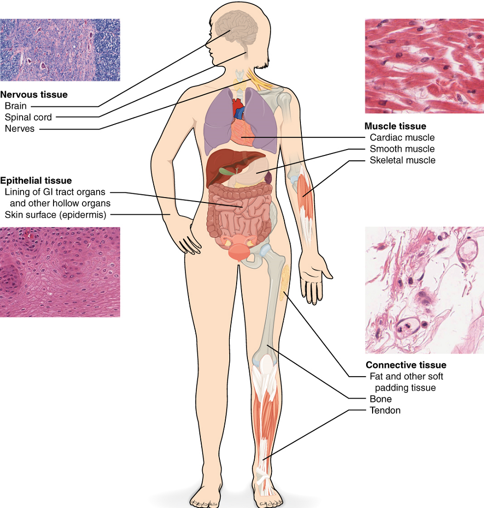 Unit 6 Tissue Structure And Functions Douglas College Human Anatomy 