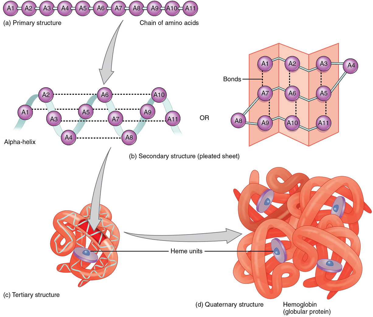 unit-3-biochemistry-douglas-college-human-anatomy-physiology-i