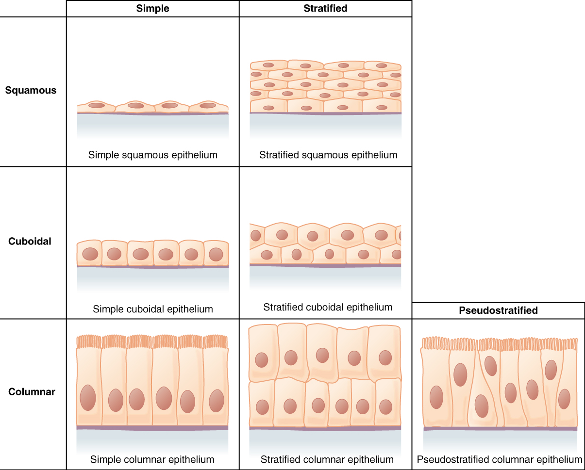 Tissue