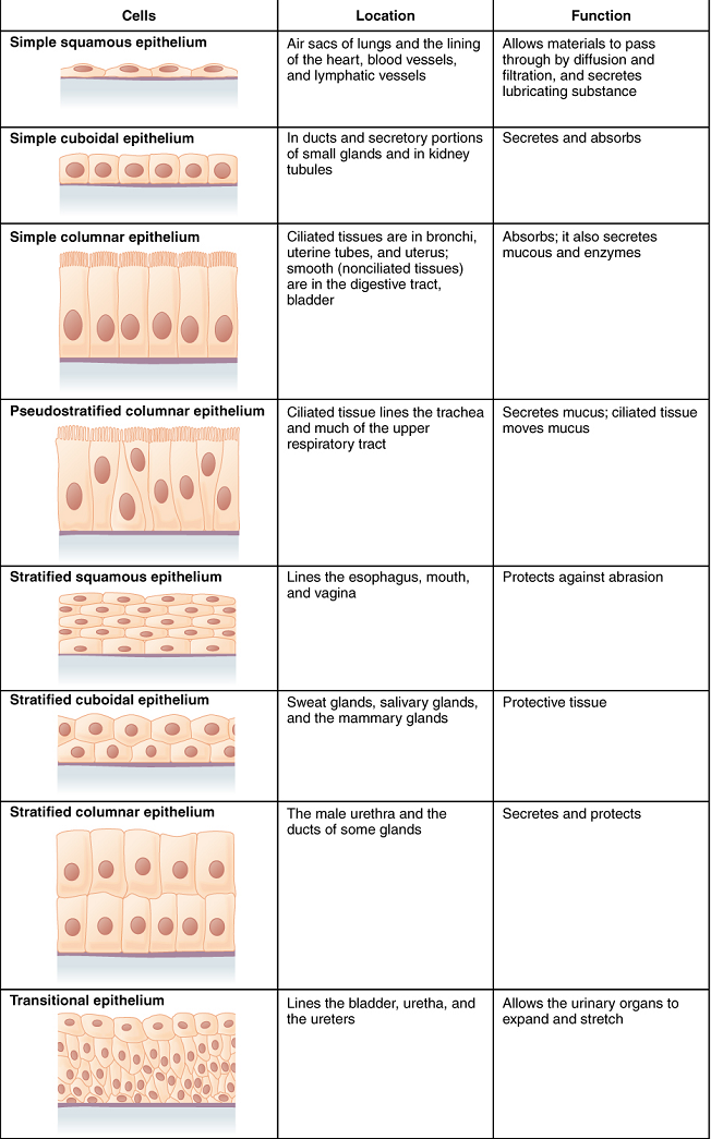 human body tissues and their functions