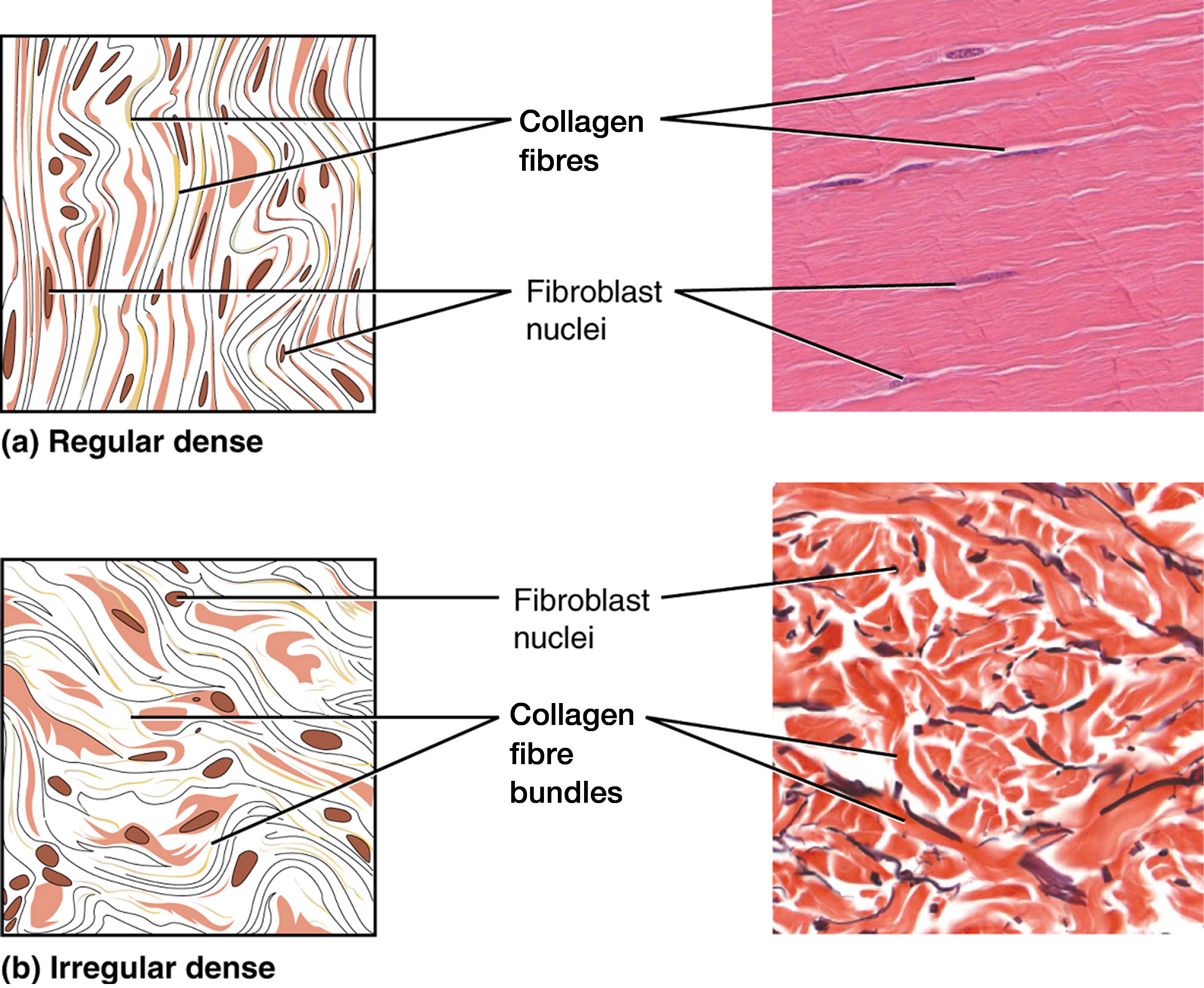 connective tissue types and functions