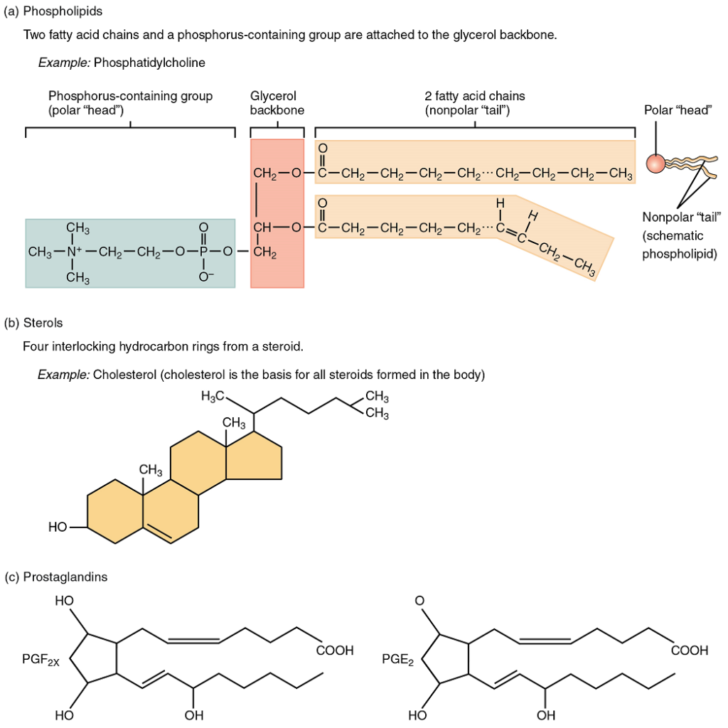 building-blocks-of-lipids-building-blocks