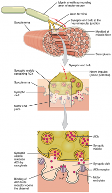 Unit 16: Muscle Physiology – Douglas College Human Anatomy & Physiology ...