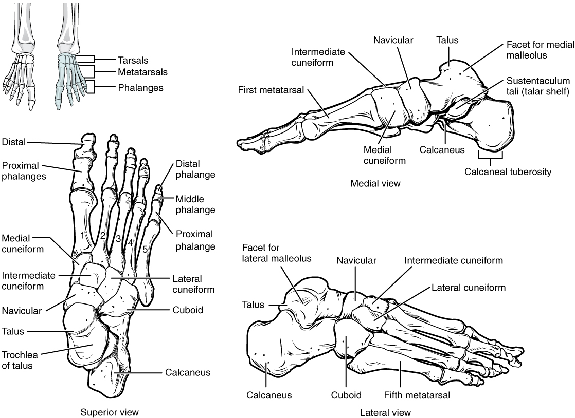Unit 12: The Skeletal System – Douglas College Human Anatomy