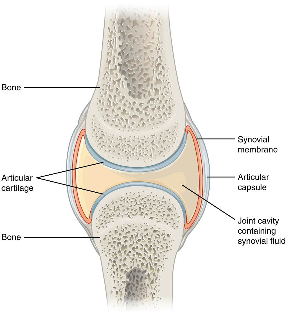 which-of-the-following-correctly-describes-a-pivot-joint