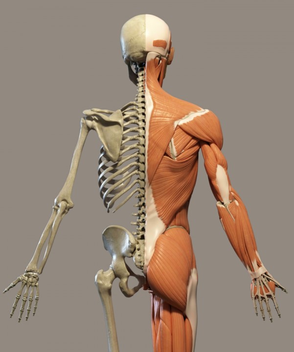 Cover image for Douglas College Human Anatomy & Physiology I (2nd ed.)