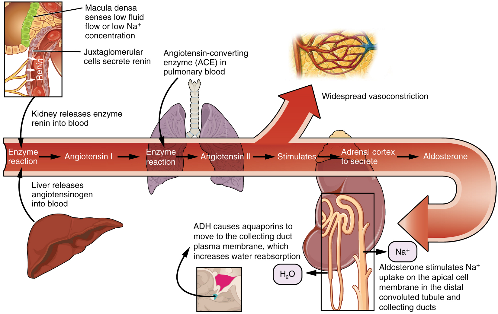 collecting duct urinary system