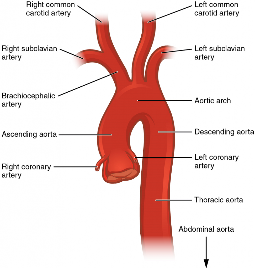 Anatomy | Musculoskeletal Key
