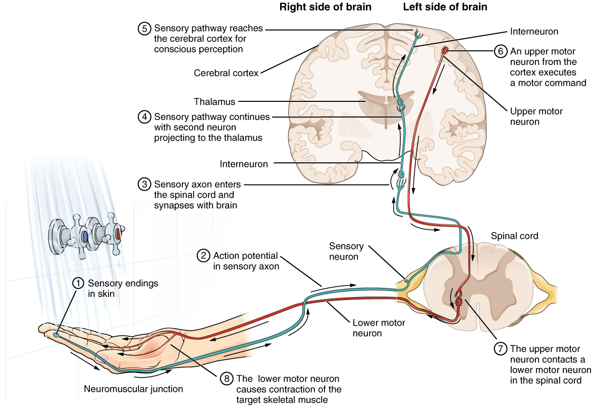 This diagram shows the complete pathway a nerve impulse takes when a person tests the temperature of shower water with their hand. First, a sensory nerve ending in the index finger sends a nerve impulse to the spinal cord. A cross section of one segment of the vertebrae is shown from a superior view. The sensory nerve connected to the nerve ending is located in the dorsal root ganglion. The nerve ending is a dendrite of the sensory neuron, as it also has an axon that synapses with an interneuron. The interneuron then synapses with a second interneuron in the thalamus. This second interneuron synapses with brain tissue in the cerebral cortex, allowing conscious perception of the water temperature. The brain then initiates a motor command by stimulating an upper motor neuron in the cerebral cortex. The axon of the upper motor neuron extends all the way to the spinal cord, where it synapses with a lower motor neuron in the gray matter of the spinal cord. The impulse then travels down the lower motor neuron back to the hand where it synapses with the skeletal muscles of the hand. This triggers the muscle contractions that turn the dials of the shower to adjust the water temperature.