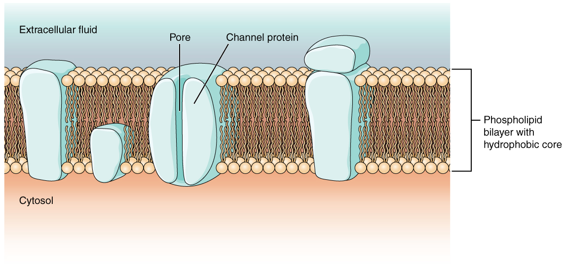 This diagram shows a cross section of a cell membrane. The cell membrane proteins are large, blocky, objects. Peripheral proteins are not embedded in the phospholipid bilayer. The peripheral protein shown here is attached to the outside surface of another protein on the extracellular fluid side. Integral proteins are embedded between the phospholipids of the cell membrane. The transmembrane integral protein extends through both phospholipids layers. The opposite ends of this protein project into the cytosol and the extracellular fluid. A second, smaller integral protein only extends into the inner phospholipid layer. Its opposite end projects into the cytosol. This second protein is, therefore, not a transmembrane protein. The channel protein is cylinder shaped with a hollow internal tube labeled the pore. The sides of the channel protein can bulge inward to close the pore.