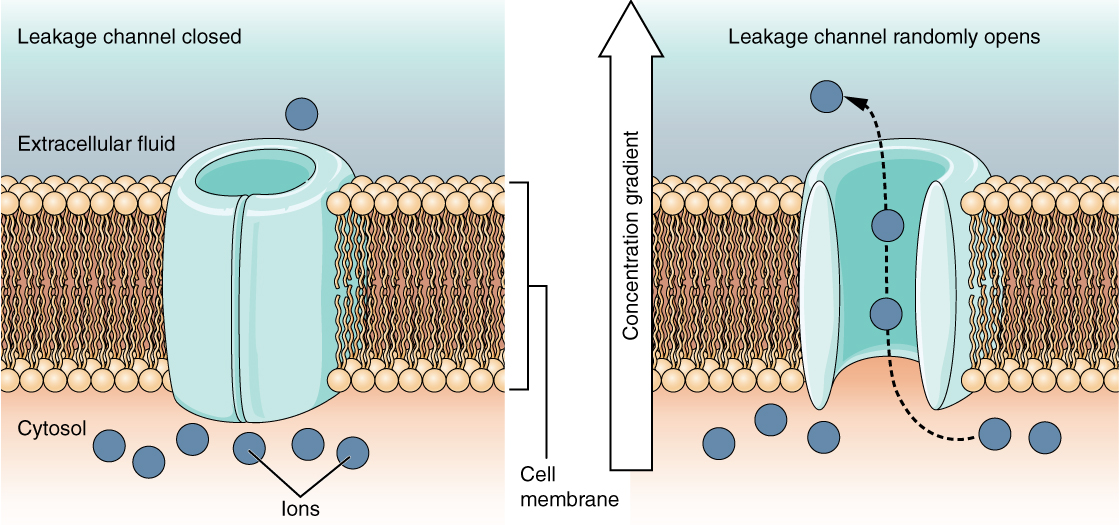 This is a two part diagram. Both diagrams show a leakage channel embedded in the lipid membrane bilayer. The leakage channel is cylindrical with a large, central opening. In the first diagram there are several ions in the cytosol but only one ion in the extracellular fluid. No ions are moving through the leakage channel because the channel is closed. In the second diagram, the leakage channel randomly opens, allowing two ions to travel through the channel, down their concentration gradient, and out into the extracellular fluid.