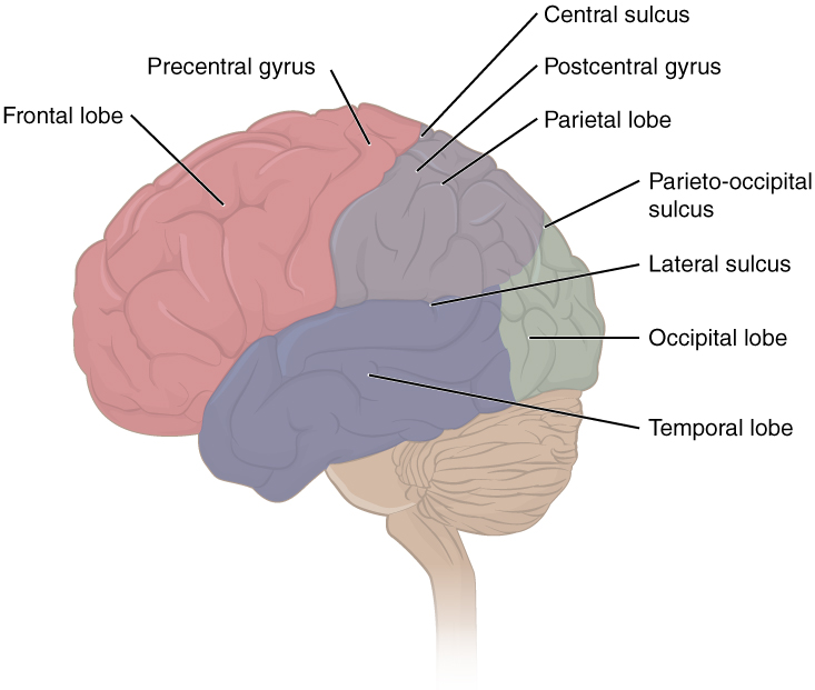 This figure shows the lateral view of the brain and the major lobes are labeled.