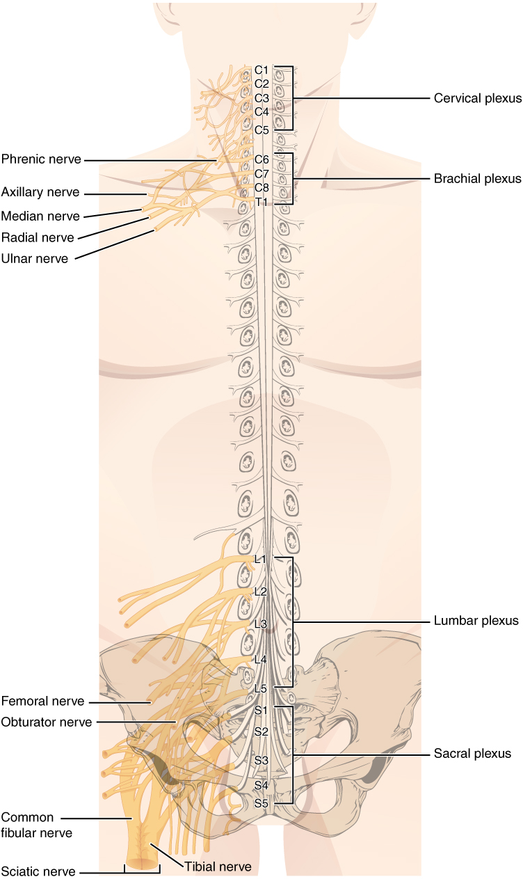 This figure shows a torso of a human body. The spinal cord is shown in the body and the main nerves along the spinal cord are labeled.