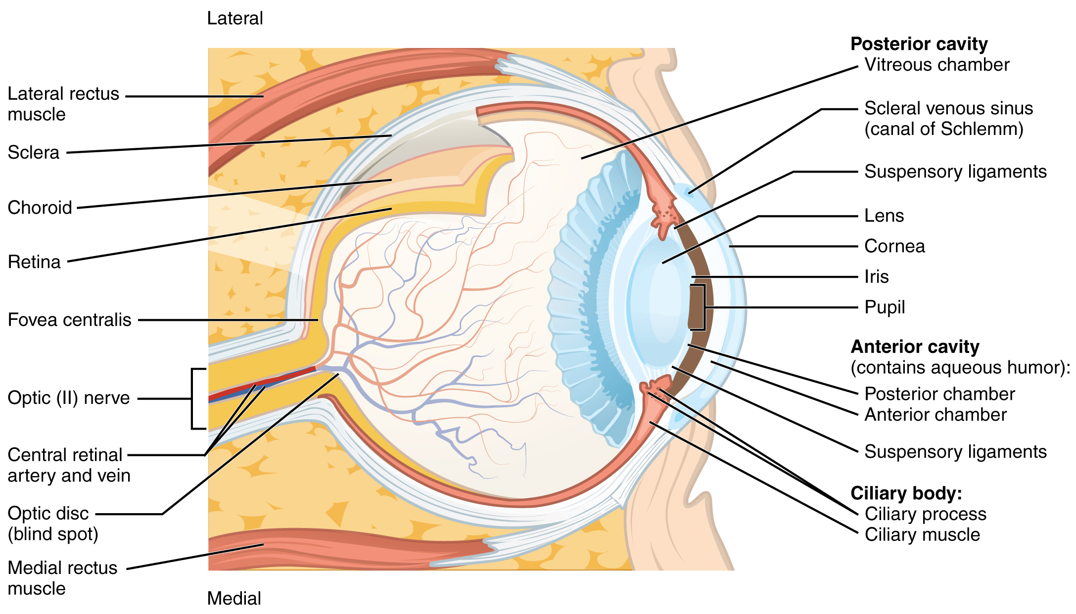 This diagram shows the structure of the eye with the major parts labeled.