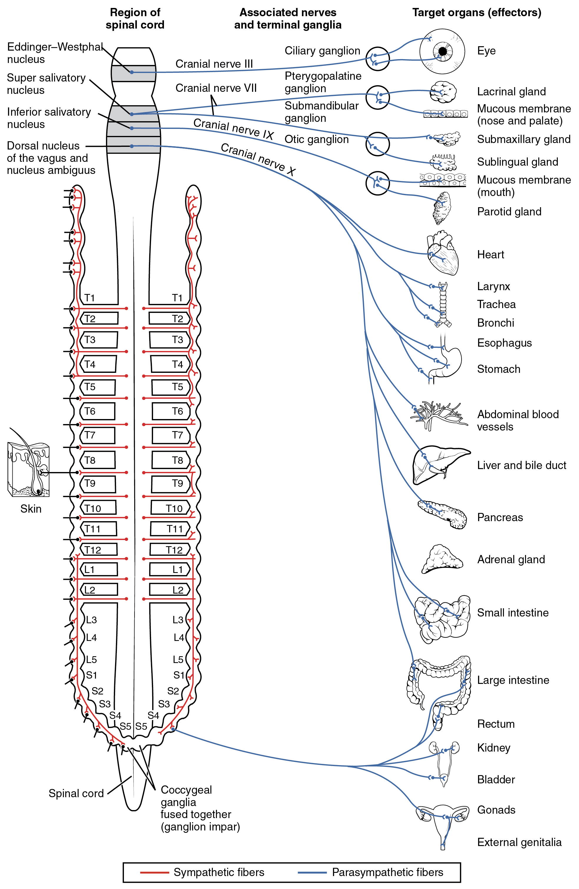 This diagram shows the spinal cord and has different central nerves emerging from it. The central nerves target different effector organs that are listed on the right.