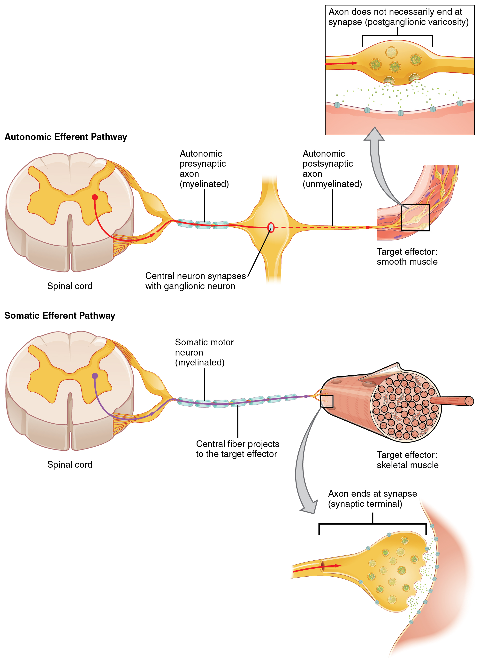 What Do Neurons Carry