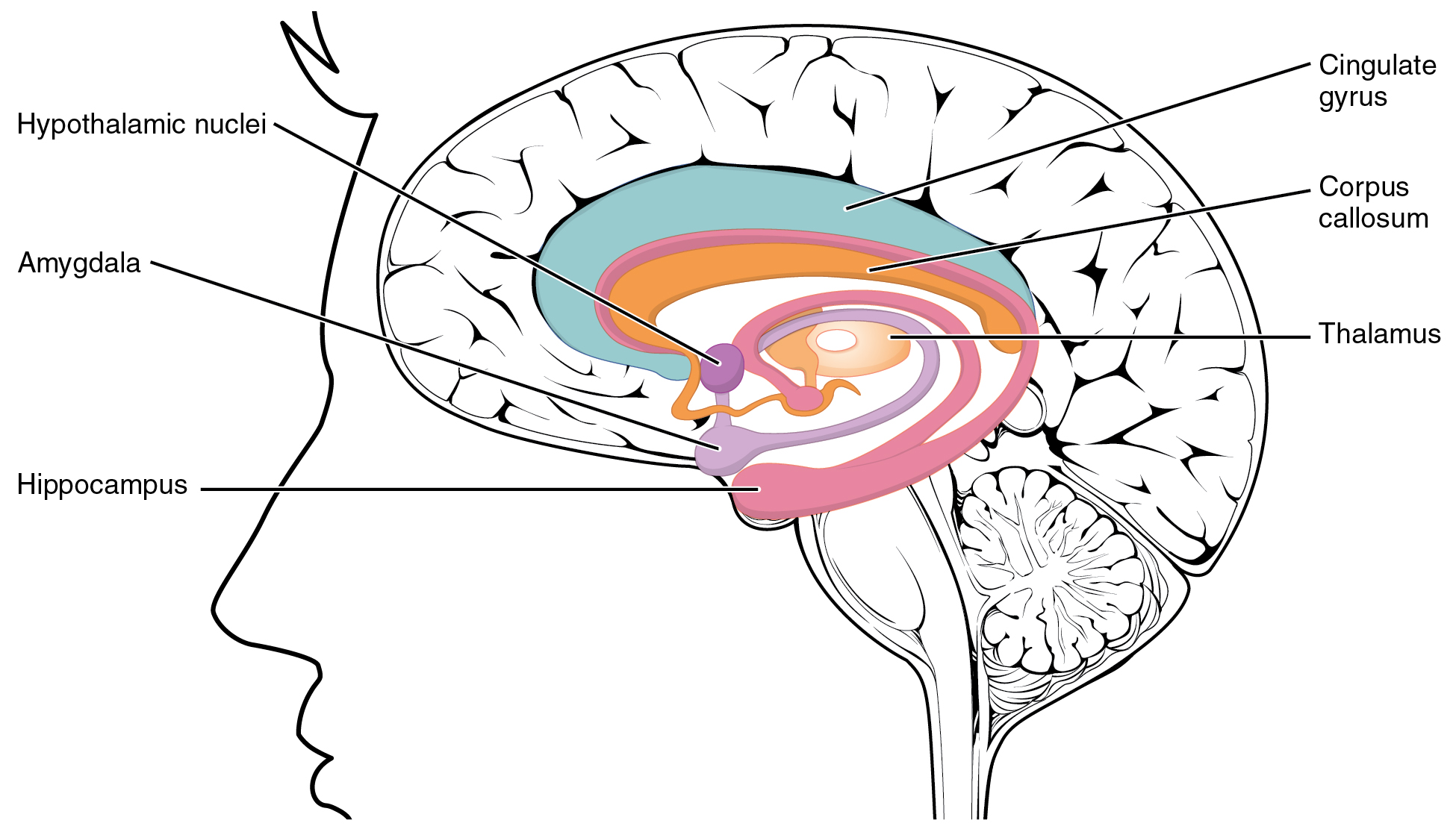 This figure shows the location of the limbic lobe and its major parts in the human brain.