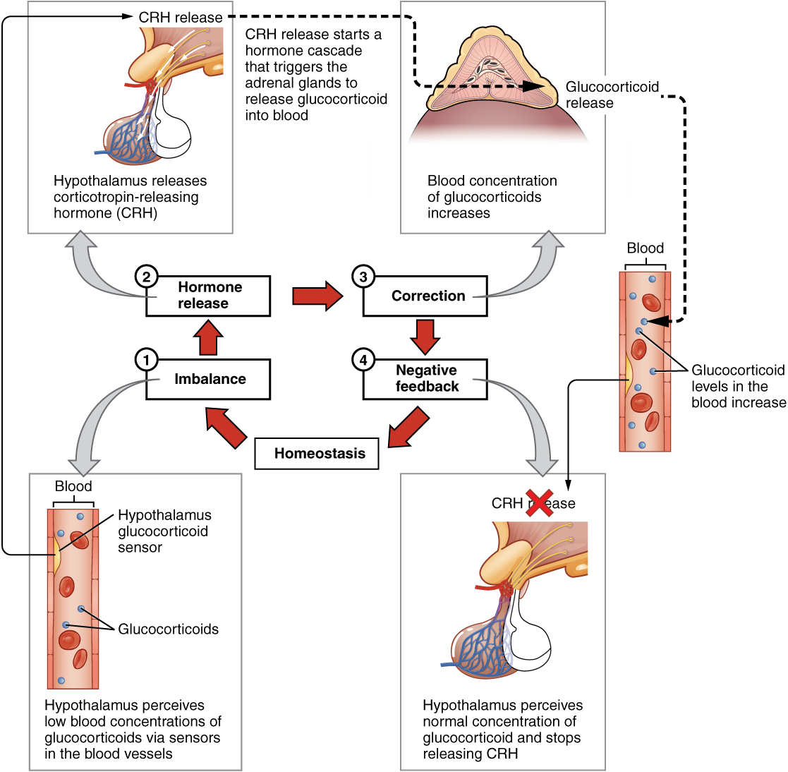 Blood Glucose Regulation Feedback Loop