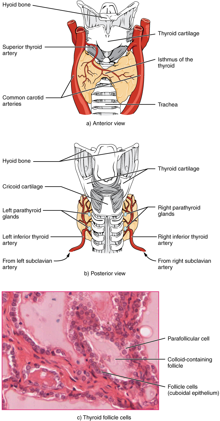 17.4 The Thyroid Gland – Douglas College Human Anatomy and Physiology
