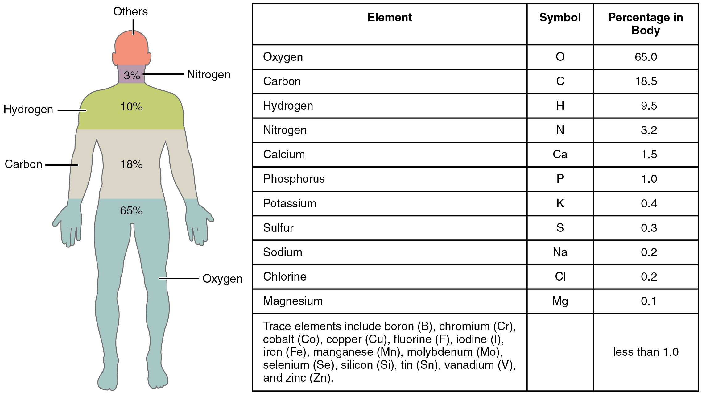 This figure shows a human body with the percentage of the main elements in the body, in the left panel. In the right panel, a table lists the elements and the percentages in the body.