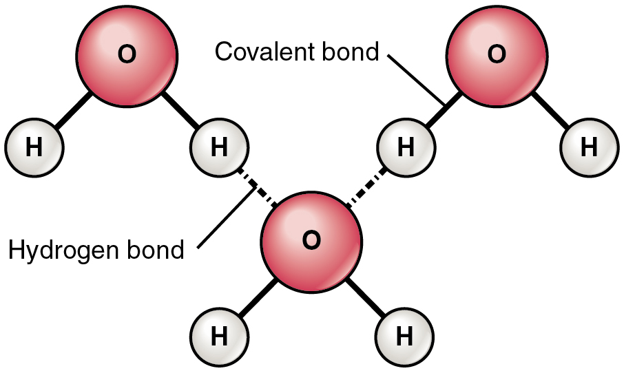 This figure shows three water molecules and the hydrogen bonds between them.
