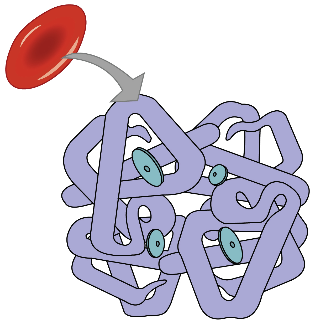 This diagram shows a red blood cell and the structure of a hemoglobin molecule.