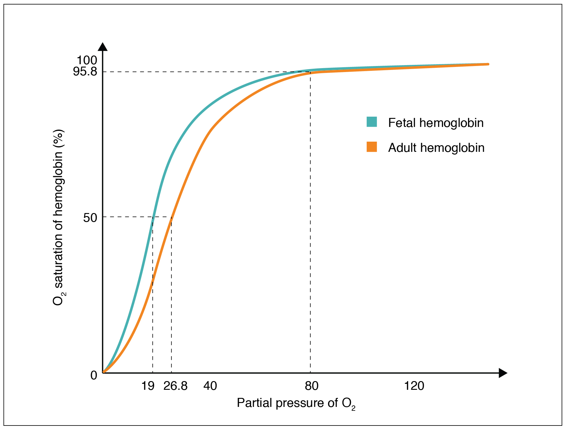 This graph shows the oxygen saturation versus the partial pressure of oxygen in fetal hemoglobin and adult hemoglobin.