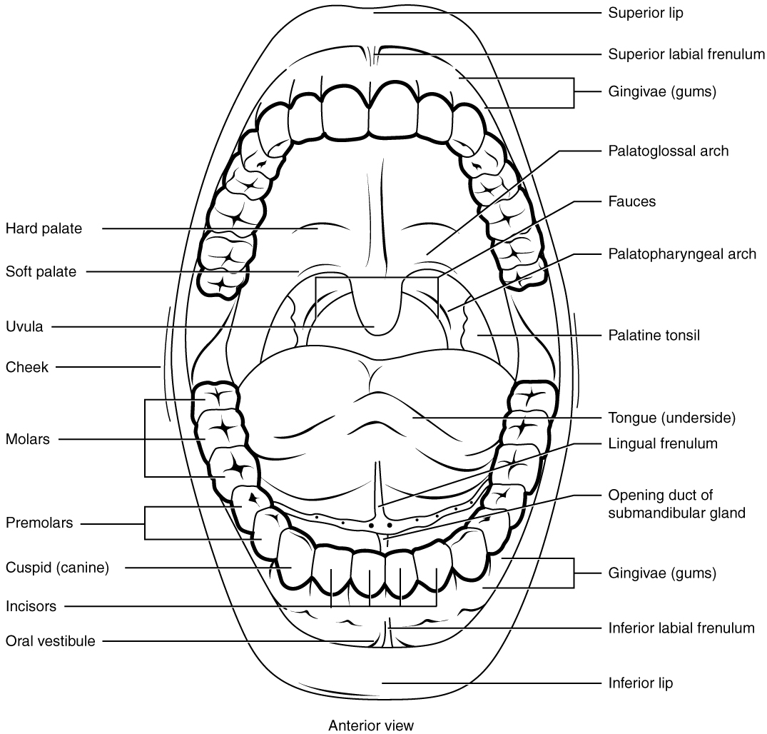 What Is The Anatomy Of The Mouth