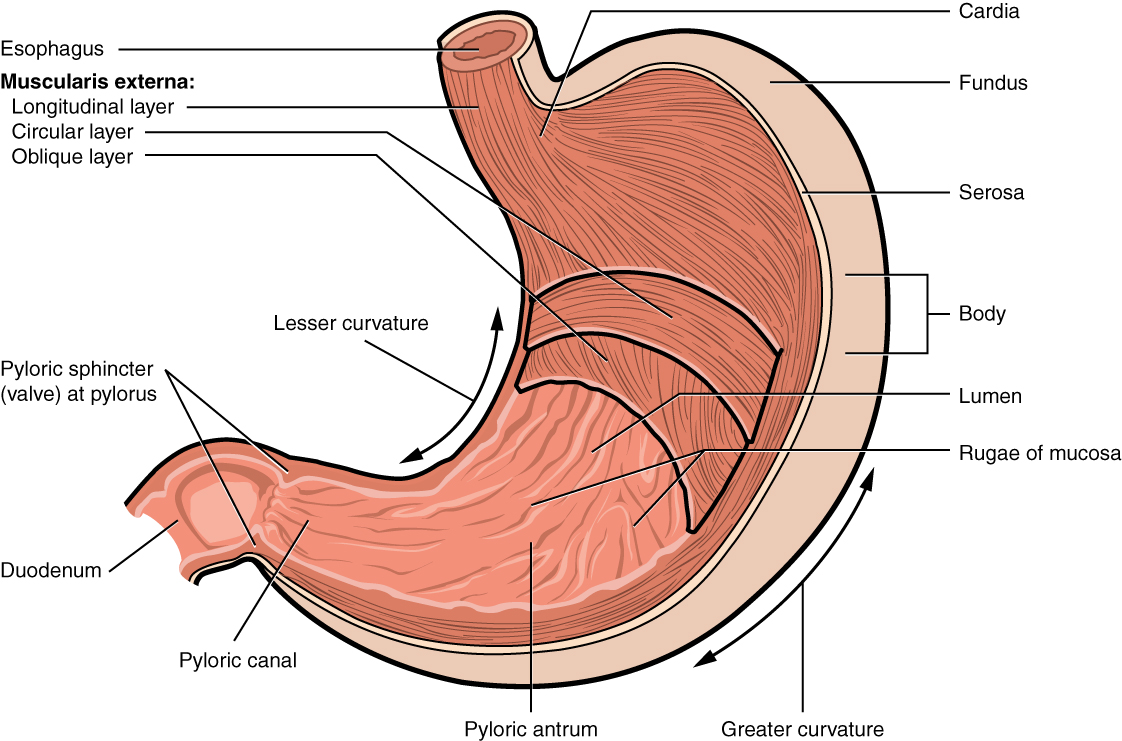 This image shows a cross-section of the stomach, and the major parts: the cardia, fundus, body and pylorus are labeled.