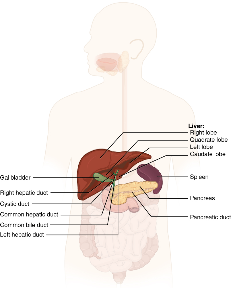 This diagram shows the accessory organs of the digestive system. The liver, spleen, pancreas, gallbladder and their major parts are shown.