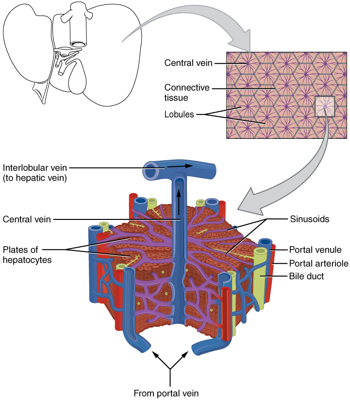 This image shows the microscopic anatomy of the liver. The top panel shows the liver; the center panel shows a magnified view of the connective tissue and the lobules. The bottom panel shows a further magnified view of a lobule, identifying the veins, bile duct and the sinusoids.