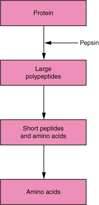 online Anionic Polymerization