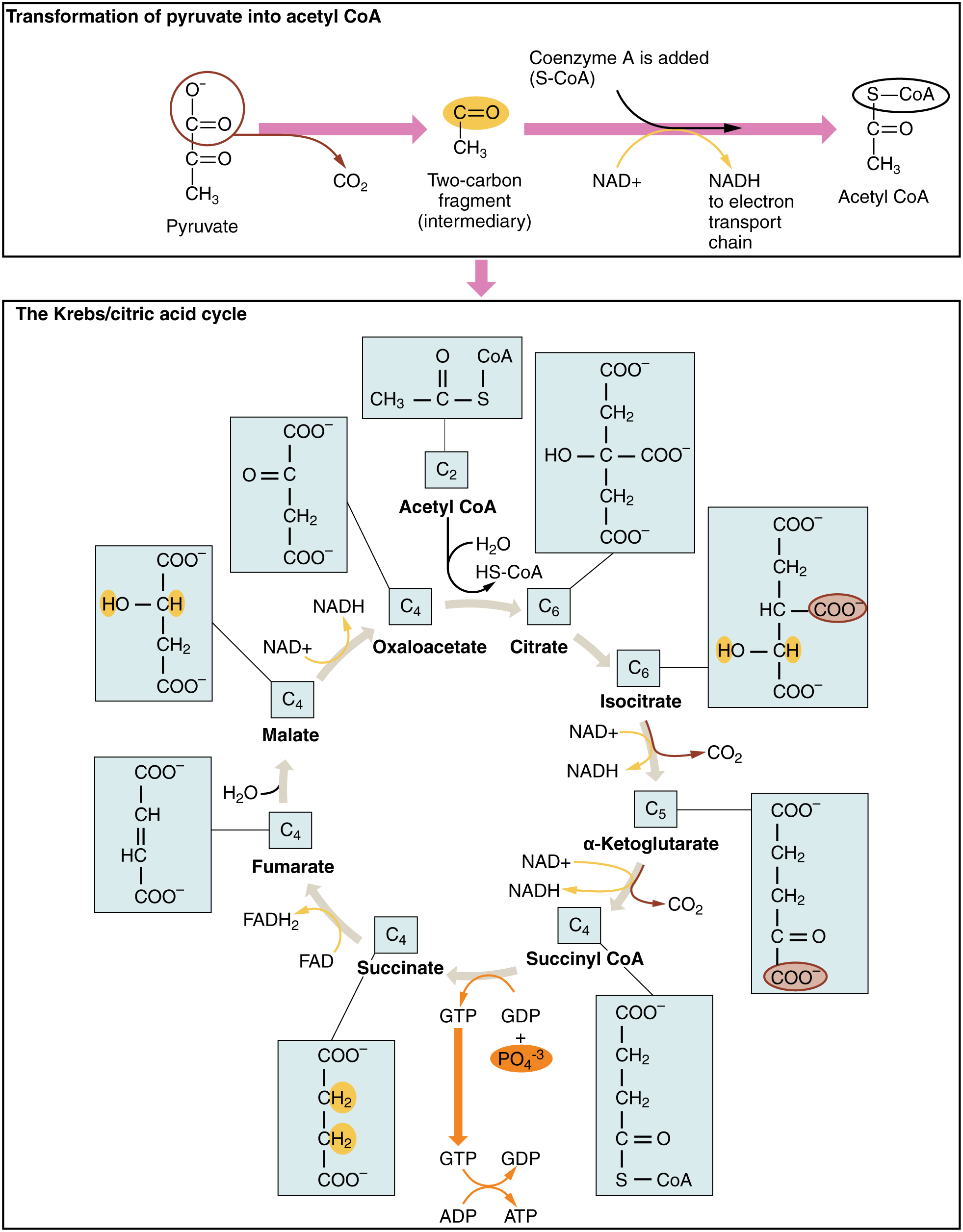 The top panel of this figure shows the transformation of pyruvate to acetyl-CoA, and the bottom panel shows the steps in Krebs cycle.