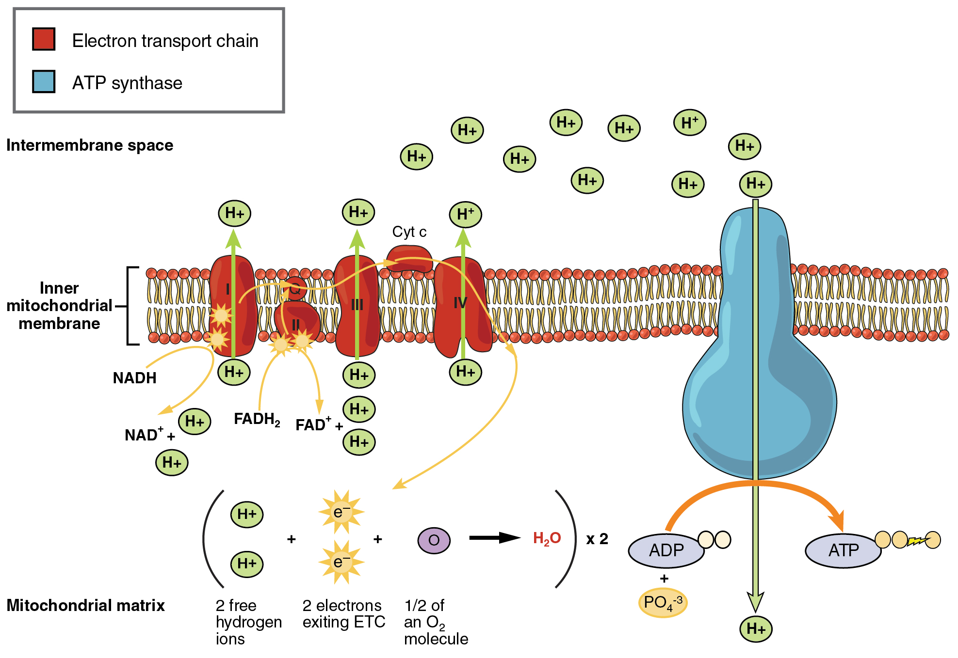 This image shows the mitochondrial membrane with proton pumps and ATP synthase embedded in the membrane. Arrows show the direction of flow of proteins and electrons across the membrane.