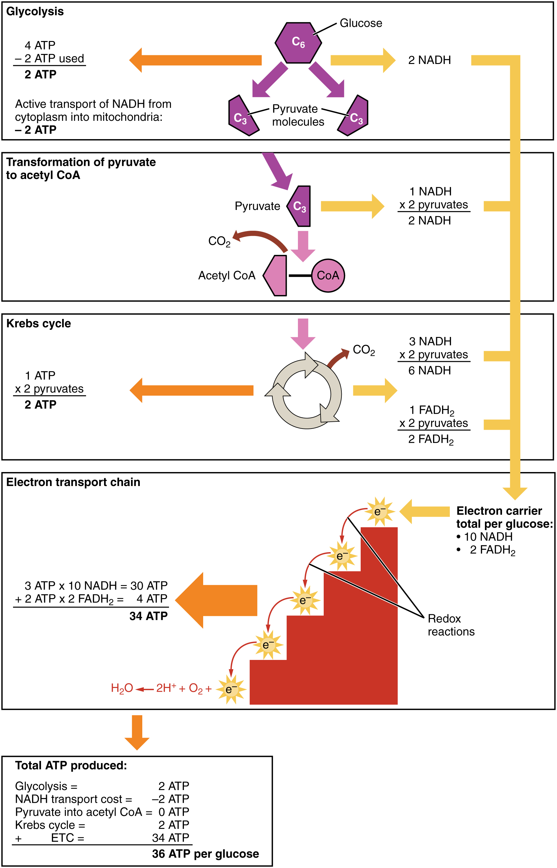 This figure shows the different steps in which carbohydrates are metabolized and lists the number of ATP molecules produced in each step. The different steps shown are glycolysis, transformation of pyruvate to acetyl-CoA, the Krebs cycle, and the electron transport chain.
