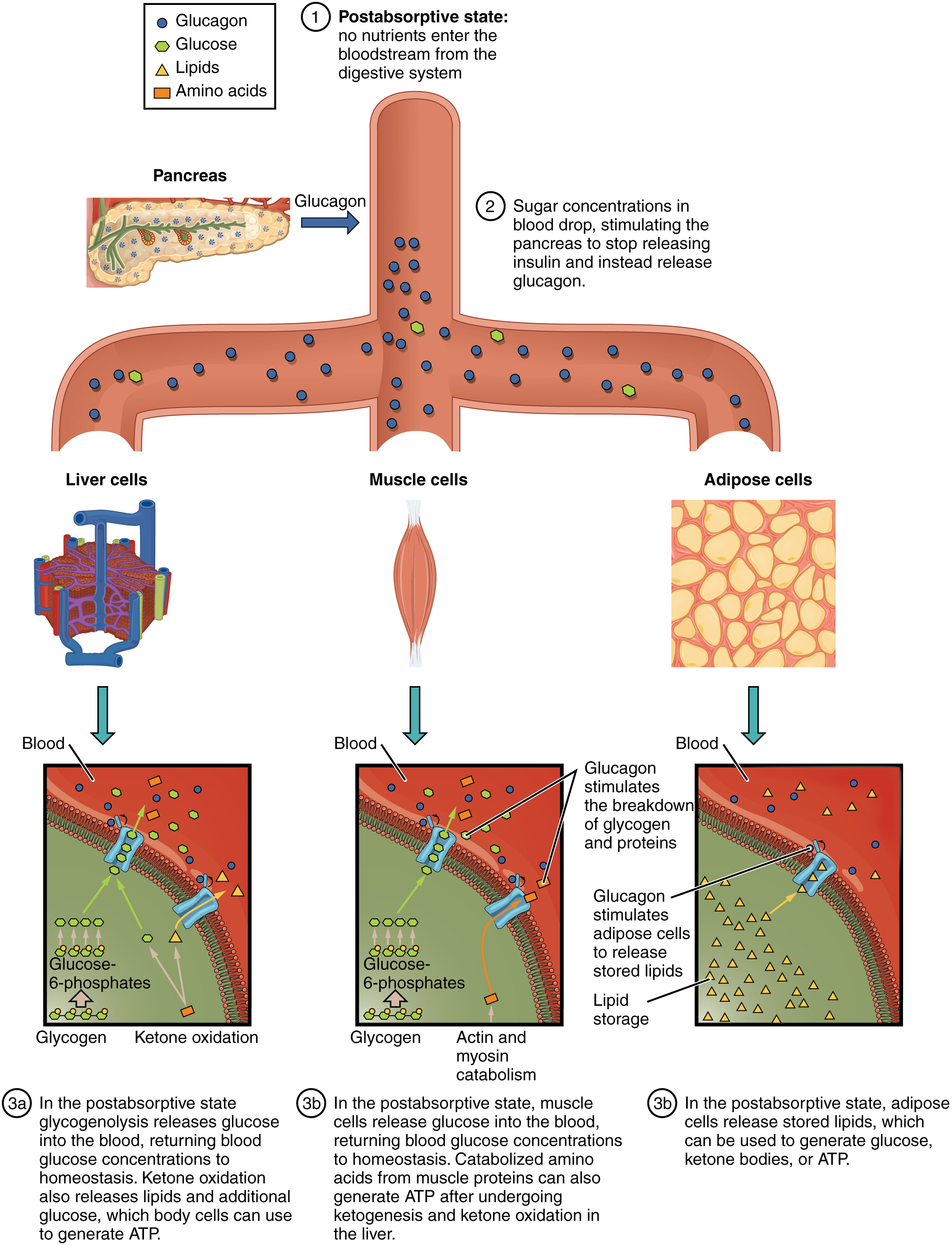 This figure shows the postabsorptive stage where no nutrients enter the blood stream from the digestive system and its effects of liver cells, muscle cells, and adipose cells.