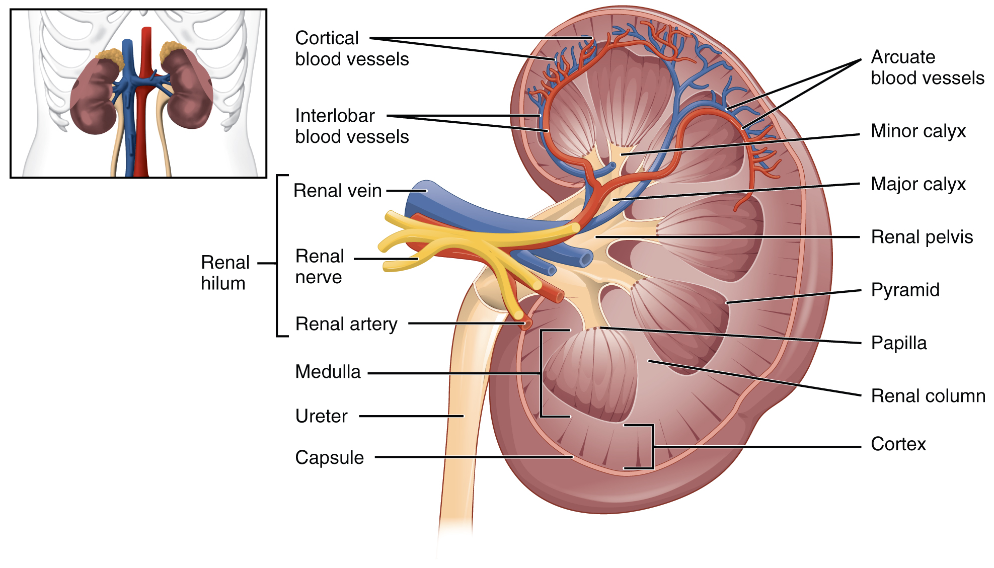 The left panel of this figure shows the location of the kidneys in the abdomen. The right panel shows the cross section of the kidney.