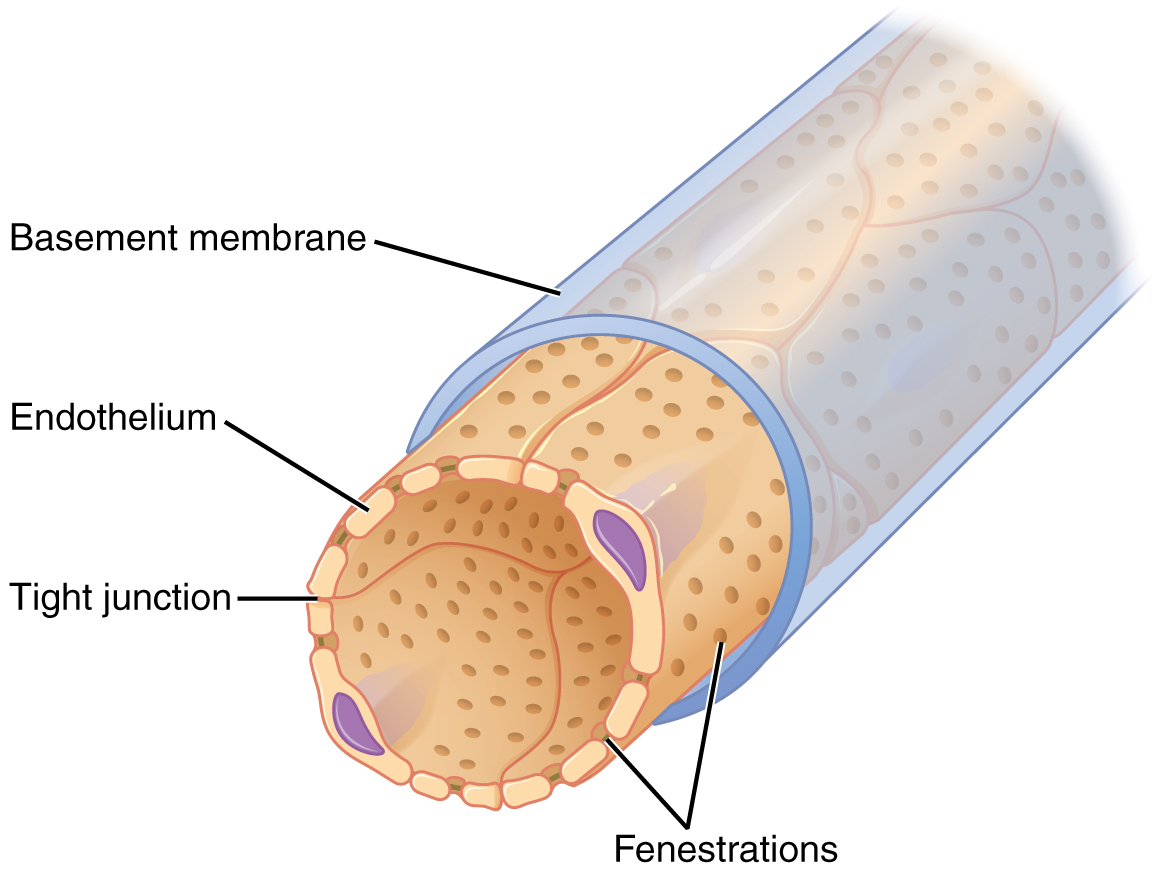 The top panel of this figure shows a tube-like structure with the basement membrane and other parts labeled.