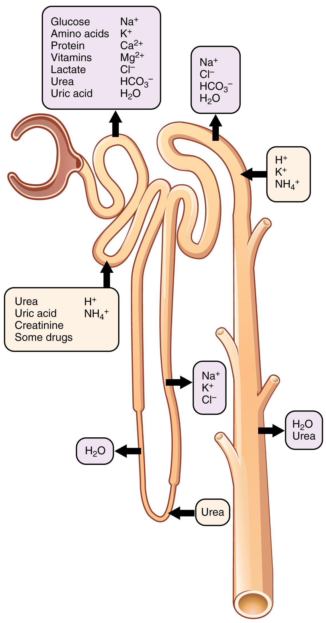 2618 Nephron Secretion Reabsorption 1 