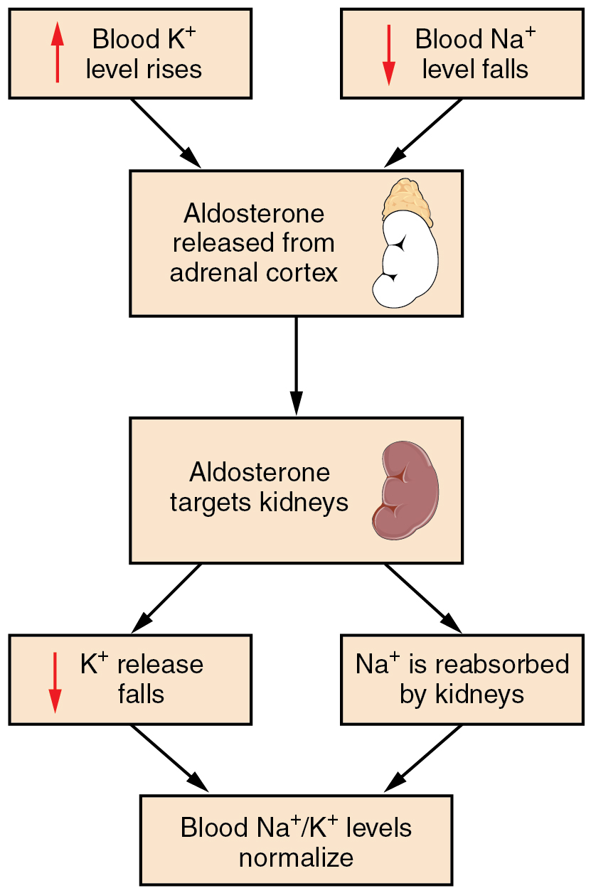 This flow chart shows how potassium and sodium ion concentrations in the blood are regulated by aldosterone. Rising K plus and falling NA plus levels in the blood trigger aldosterone release from the adrenal cortex. Aldosterone targets the kidneys, causing a decrease in K plus release from the kidneys, which reduces the amount of K plus in the blood back to homeostatic levels. Aldosterone also increases sodium reabsorption by the kidneys, which increases the amount of NA plus in the blood back to homeostatic levels.