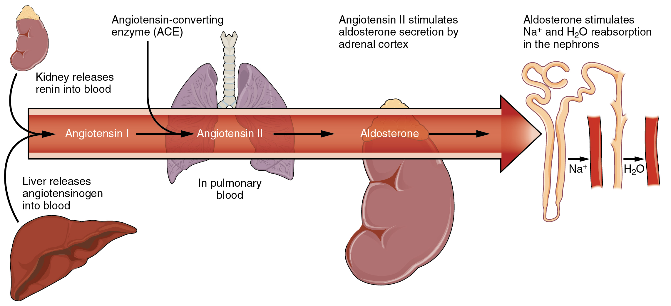 kidney fluid retention