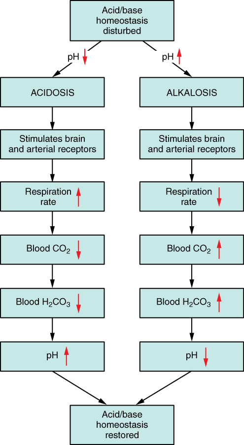 This top to bottom flowchart describes the regulation of PH in the blood. The left branch shows acidosis, which is when the PH of the blood drops. Acidosis stimulates brain and arterial receptors, triggering an increase in respiratory rate. This causes a drop in blood CO two and H two CO three. A drop in these two acidic compounds causes the blood PH to rise back to homeostatic levels. The right branch shows alkalosis which is when the PH of the blood rises. Alkalosis also stimulates brain and arterial receptors, but these now trigger a decrease in respiratory rate. This causes an increase in blood CO two and H two CO three, which lowers the PH of the blood back to homeostatic levels.
