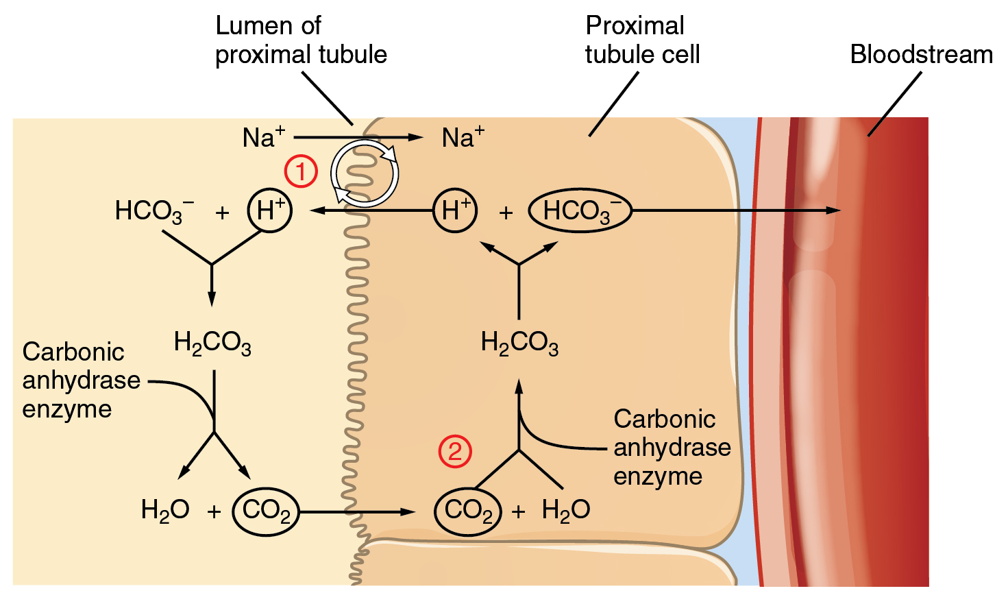 This diagram depicts a cross section of the left wall of a kidney proximal tubule. The wall is composed of two block-shaped cells arranged vertically one on top of each other. The lumen of the proximal tubule is to the left of the two cells. Yellow-colored urine is flowing through the lumen. There is a small strip of blue interstitial fluid to the right of the two cells. To the right of the interstitial fluid is a cross section of a blood vessel. A loop of chemical reactions is occurring in the diagram. Within the lumen of the proximal tubule, HCO three minus is combining with an H plus ion that enters the lumen from a proximal tubule cell. This reaction forms H two CO three. H two CO three then breaks into H two O and CO two, a reaction catalyzed by the enzyme carbonic anhydrase. The CO two then moves from the lumen of the proximal tubule into one of the proximal tubule cells. There, the reaction runs in reverse, with CO two combining with H two O to form H two CO three. The H two CO three then splits into H plus and HCO three minus. The H plus moves into the lumen, reinitiating the first step of the loop. The HCO three minus leaves the proximal tubule cell and enters the blood stream.