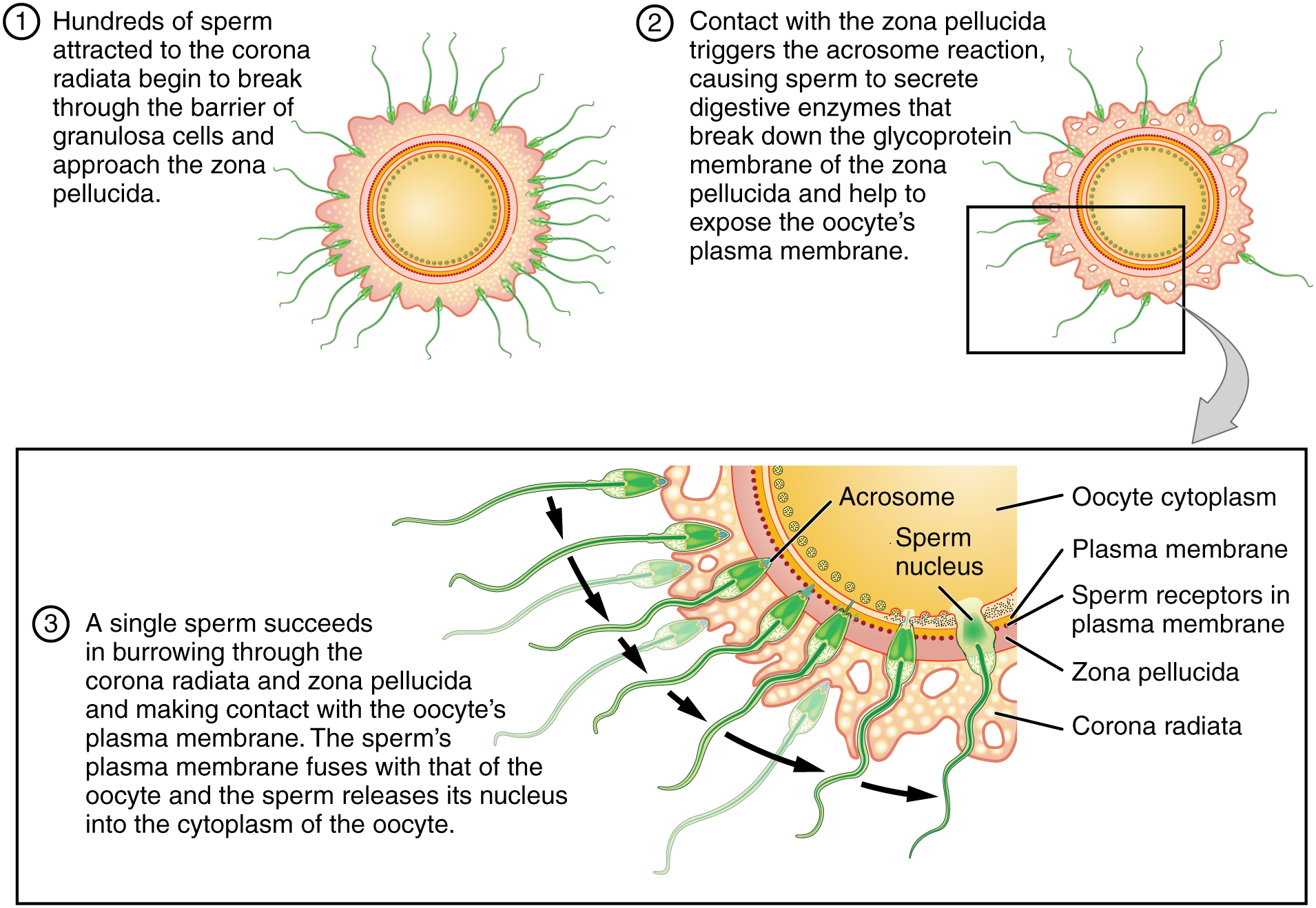 This figure shows the process of sperm fertilizing an egg. There are many sperm trying to attach to the egg.