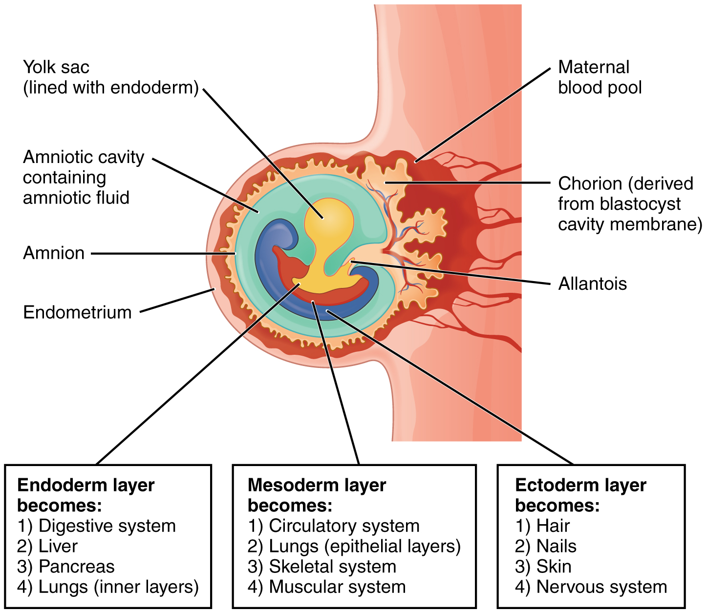 This image shows the structure of the embryo in the third week of development. Under the image, three callouts list the different organ systems into which each germ layer develops.