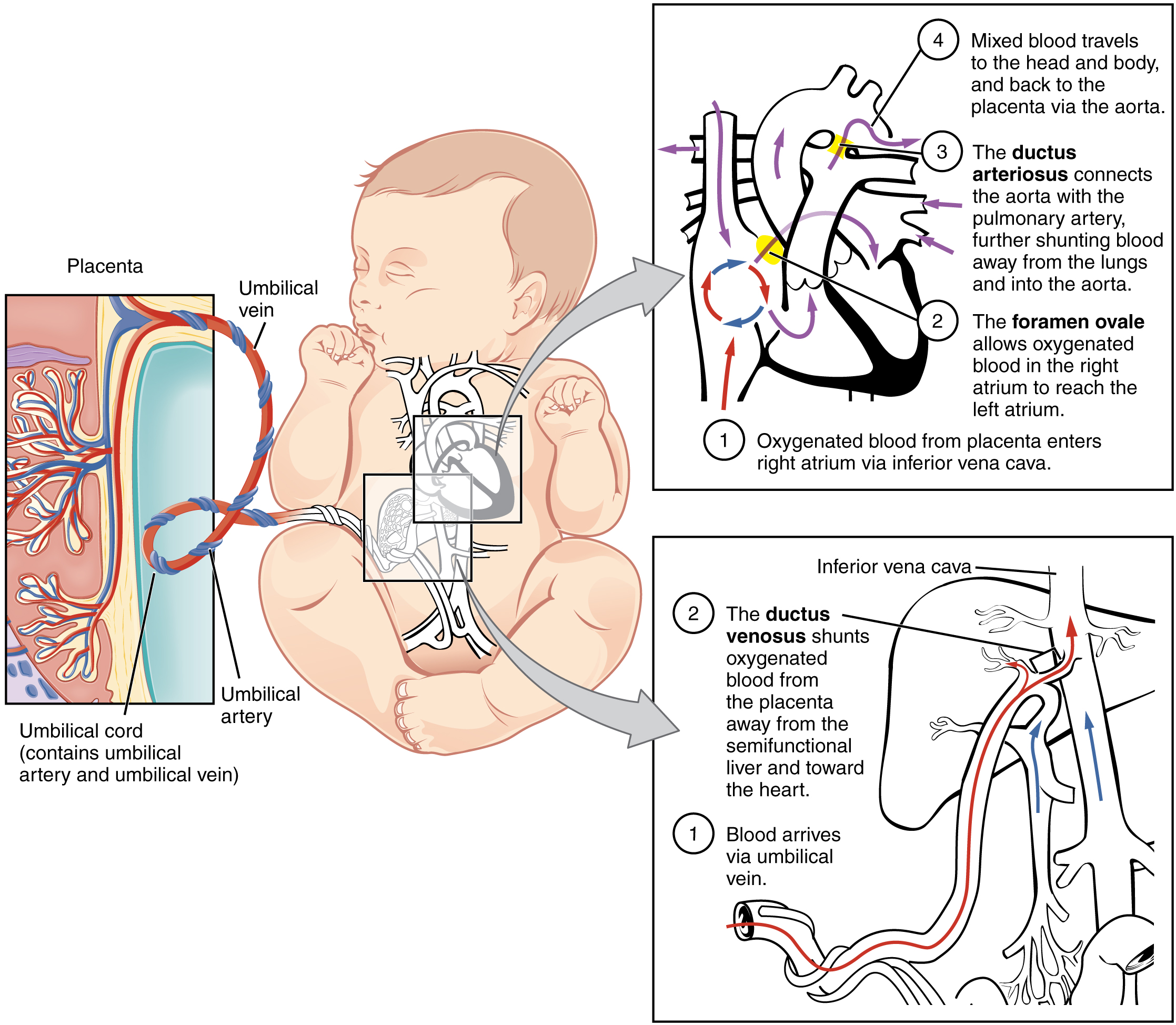 This figure shows a baby in the center of the image. To the left, is a panel showing the umbilical cord and how blood is supplied to the baby in the womb. Two panels on the right show the circulation of blood inside the baby’s body.