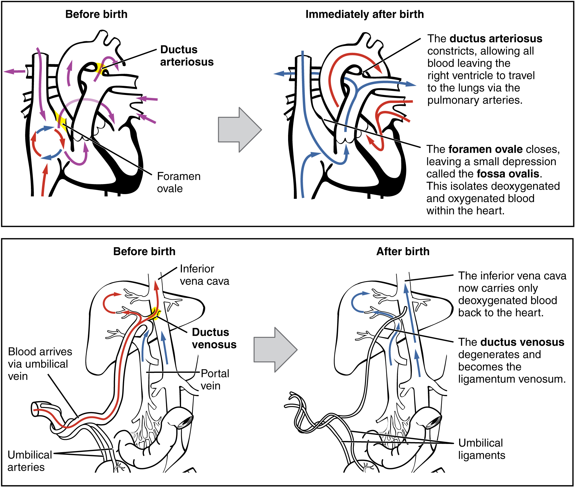 28-5-adjustments-of-the-infant-at-birth-and-postnatal-stages-douglas