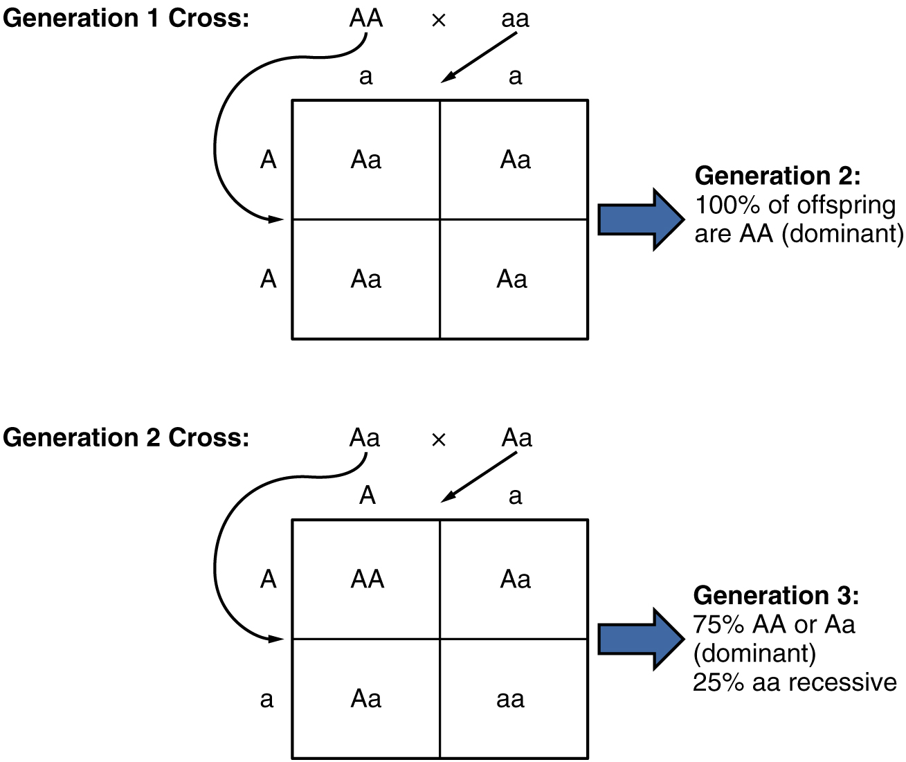 klinefelter-syndrome-punnett-square