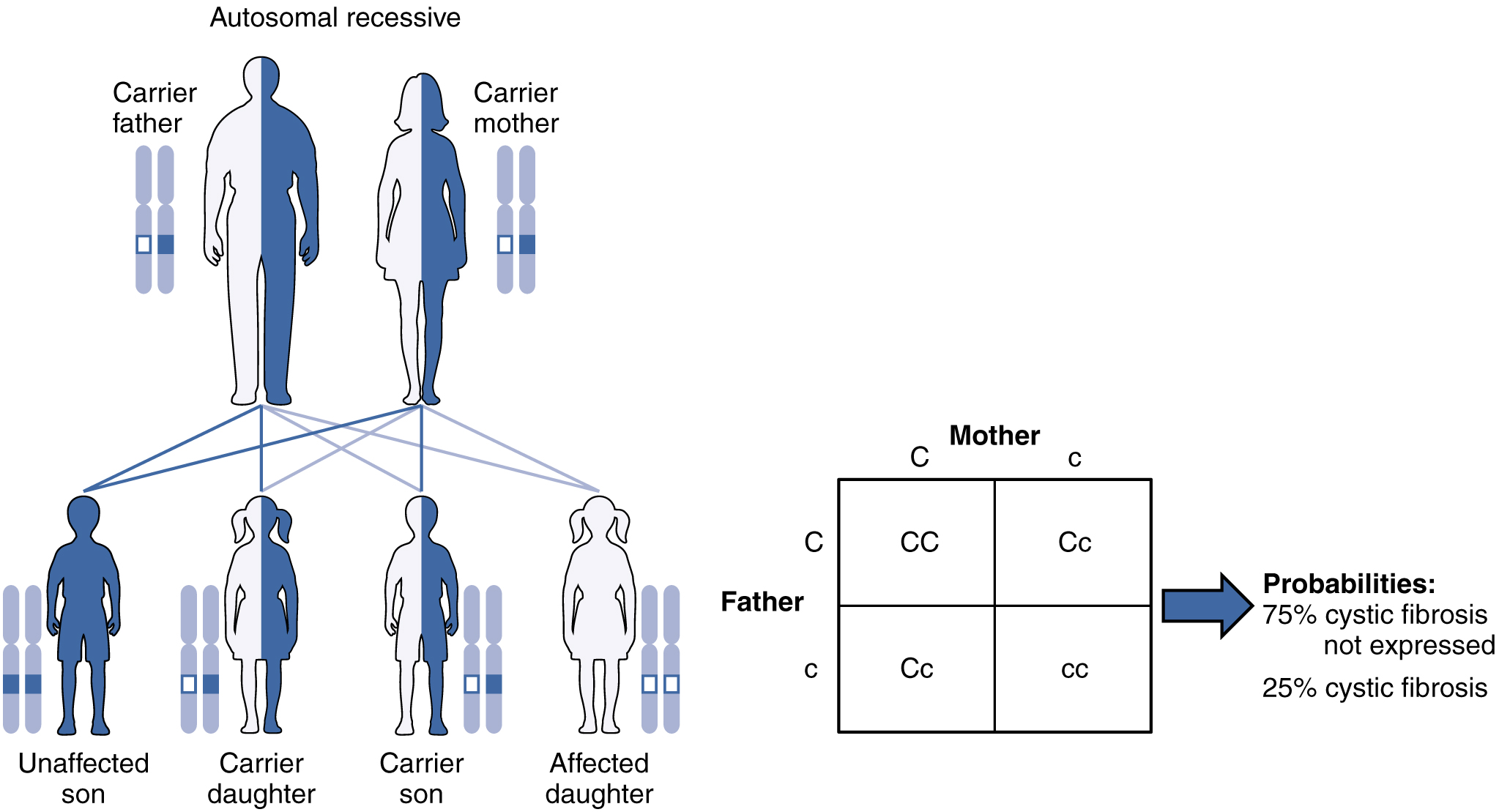In this figure, the offspring of a carrier father and carrier mother are shown. The first generation has one unaffected son, one affected daughter and one carrier son and one carrier daughter. The second generation cross shows seventy five percent unaffected and twenty five percent affected with cystic fibrosis.